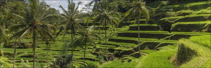 Rice Terraces - Bali (PBH4 00 16711)